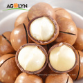 Big Size Roasted Macadamia Nuts In Shell